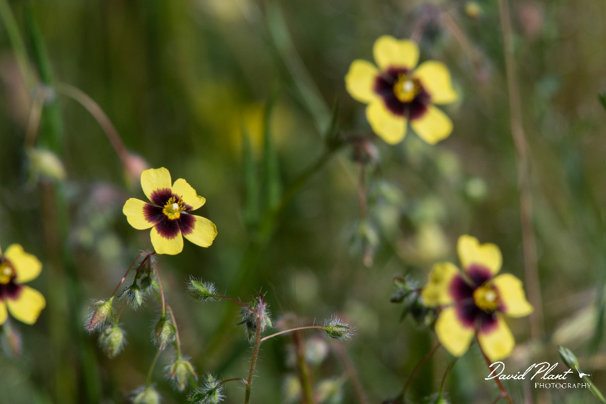 DPPhotography - Lesvos - Spotted rock-rose - A.jpg - Spotted rock-rose, Tuberaria guttata - Agiasos sanatorium, Lesvos