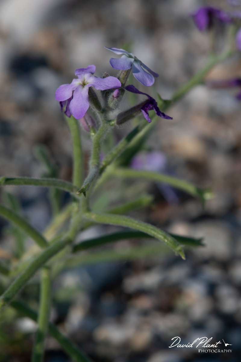 DPPhotography - Lesvos - Three-horned stock - A.jpg - Three-horned stock, Matthiola tricuspidata - Dipi Larisos reedbed, Lesvos