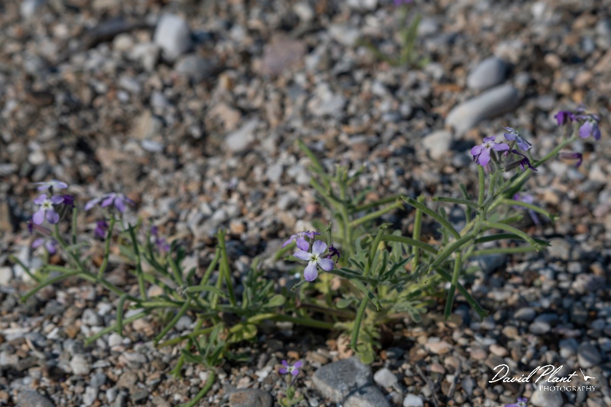 DPPhotography - Lesvos - Three-horned stock - B.jpg - Three-horned stock, Matthiola tricuspidata - Dipi Larisos reedbed, Lesvos