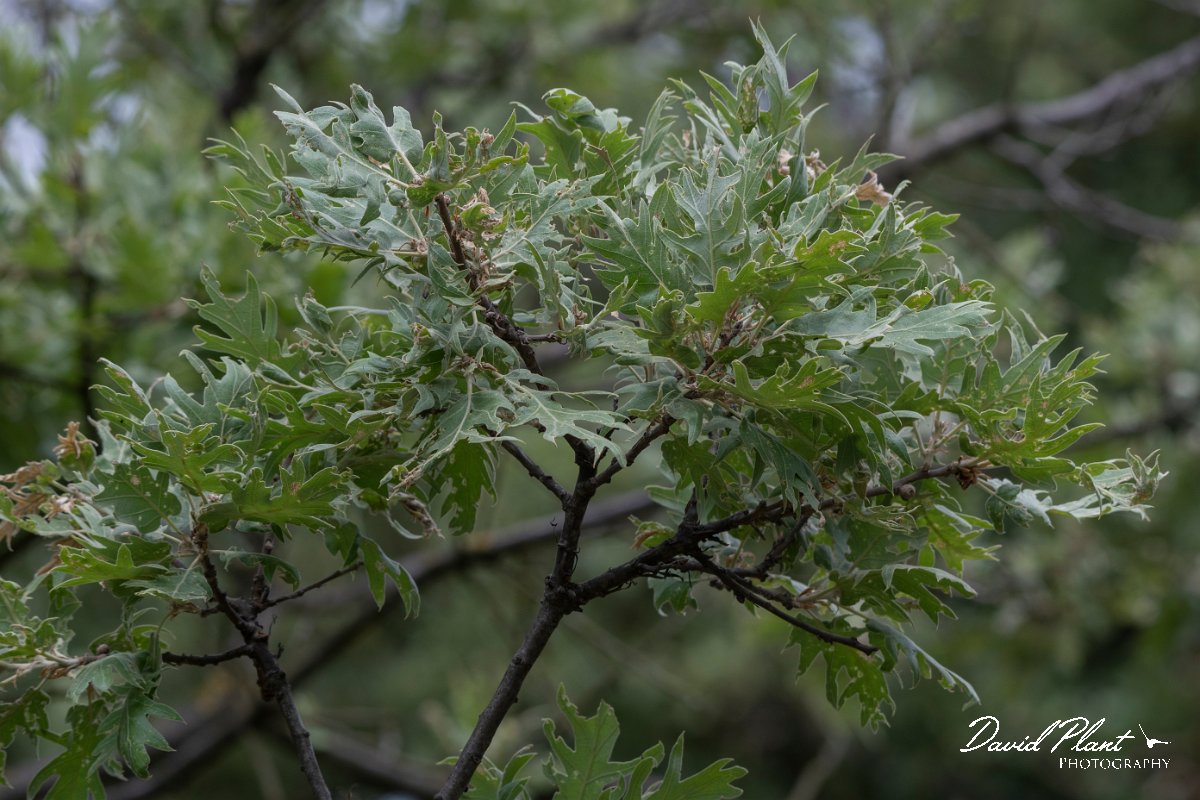 DPPhotography - Lesvos - Turkey oak - A.jpg - Turkey oak - Ipsilou Monastery, Lesvos