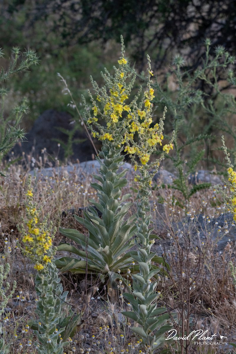 DPPhotography - Lesvos - Verbascum pulverulentum - A.jpg - Verbascum pulverulentum - Kavaki, Lesvos