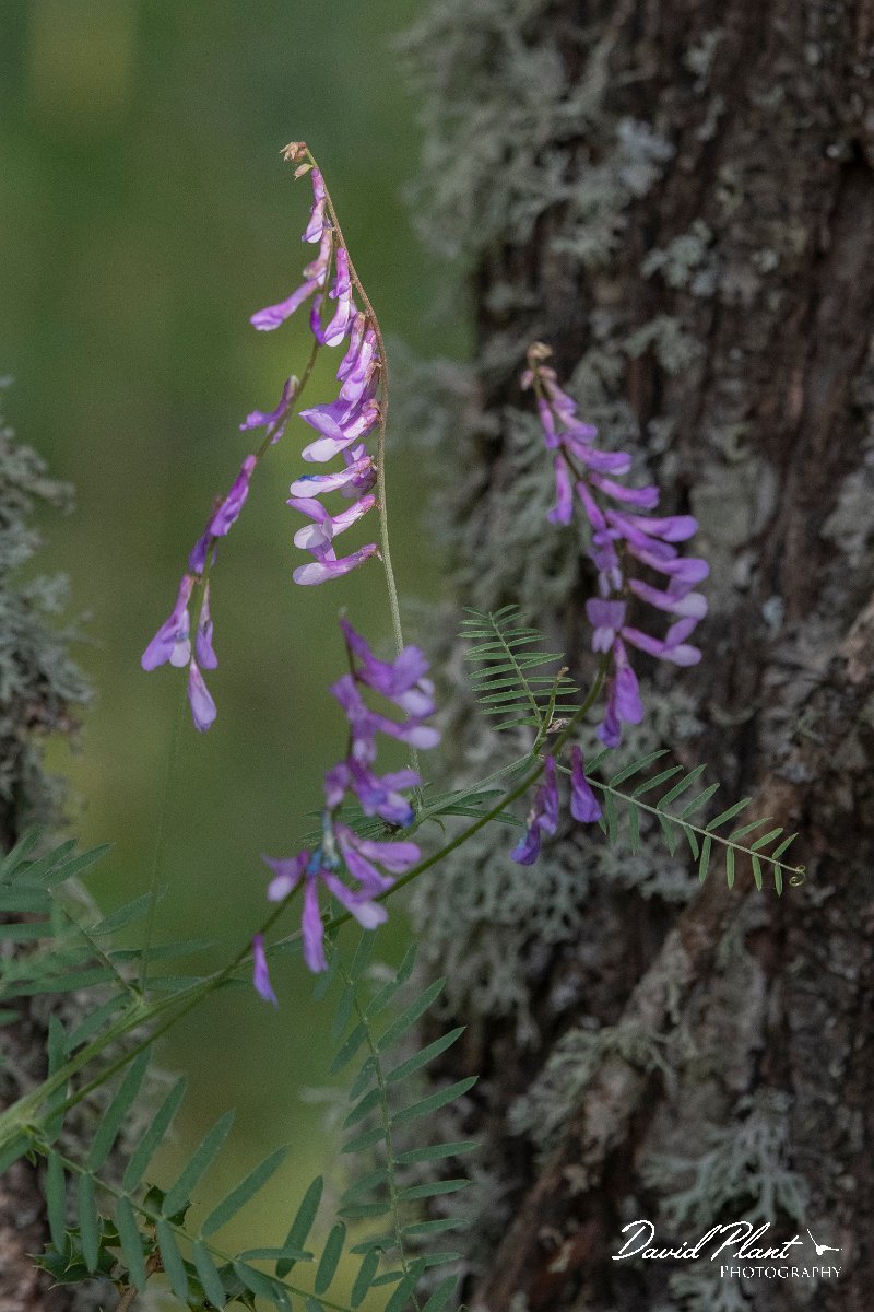 DPPhotography - Lesvos - Vicia tenuifolia - A.jpg - Vicia tenuifolia - Agiasos sanatorium, Lesvos