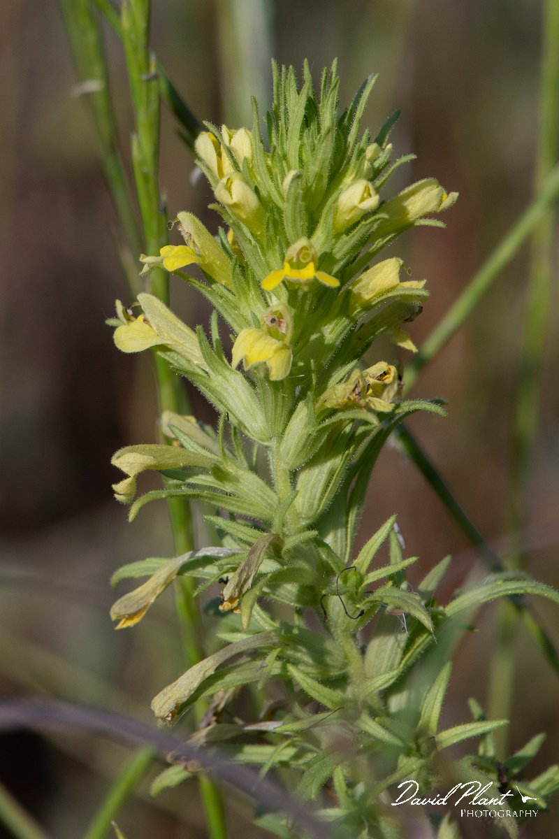 DPPhotography - Lesvos - Yellow bartsia - A.jpg - Yellow bartsia, Parentucellia viscosa - Dipi Larisos reedbed, Lesvos