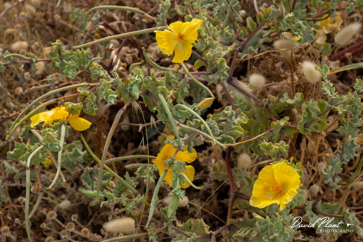 DPPhotography - Lesvos - Yellow-horned poppy - A.jpg - Yellow-horned poppy - Kalloni saltpans, Lesvos