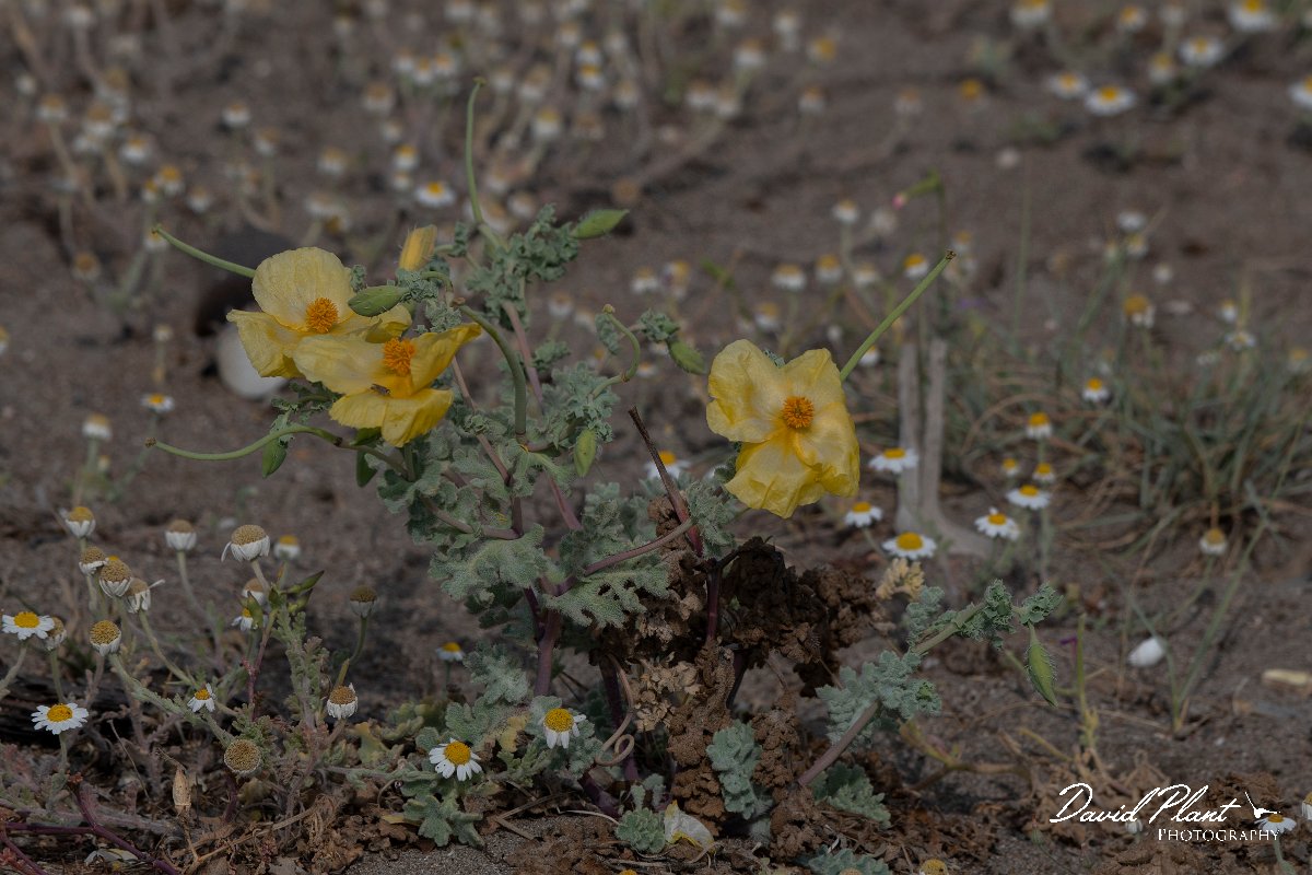 DPPhotography - Lesvos - Yellow-horned poppy - B.jpg - Yellow-horned poppy - Kalloni saltpans, Lesvos