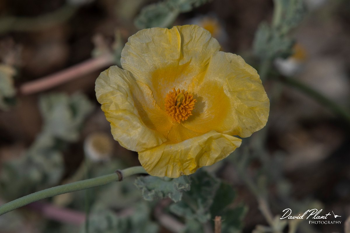 DPPhotography - Lesvos - Yellow-horned poppy - C.jpg - Yellow-horned poppy - Kalloni saltpans, Lesvos