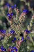DPPhotography - Lesvos - Anchusa undulata - A
