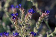 DPPhotography - Lesvos - Anchusa undulata - B