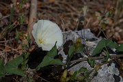 DPPhotography - Lesvos - Calystegia sepium - A