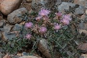 DPPhotography - Lesvos - Centaurea raphanina - A