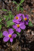 DPPhotography - Lesvos - Cistus creticus - A