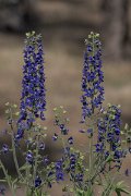 DPPhotography - Lesvos - Delphinium staphisagria - A