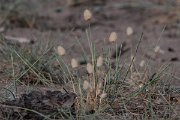 DPPhotography - Lesvos - Harestail grass - A