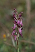 DPPhotography - Lesvos - Holy orchid - A