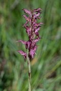 DPPhotography - Lesvos - Holy orchid - B