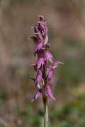 DPPhotography - Lesvos - Holy orchid - C