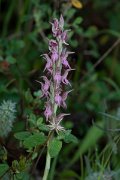 DPPhotography - Lesvos - Holy orchid - D