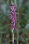 DPPhotography - Lesvos - Holy orchid - E
