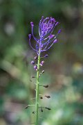 DPPhotography - Lesvos - Muscari comosum - A