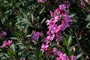 DPPhotography - Lesvos - Oleander - C
