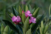 DPPhotography - Lesvos - Oleander - D