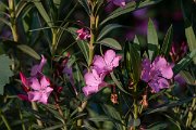 DPPhotography - Lesvos - Oleander - E