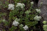 DPPhotography - Lesvos - Origanum onites - A