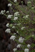 DPPhotography - Lesvos - Origanum onites - B