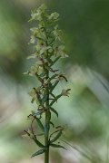 DPPhotography - Lesvos - Platanthera chlorantha - A
