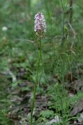 DPPhotography - Lesvos - Pyramidal orchid - A