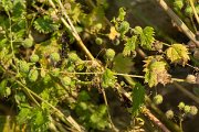 DPPhotography - Lesvos - Roman nettle - A