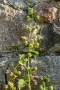 DPPhotography - Lesvos - Roman nettle - B