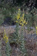 DPPhotography - Lesvos - Verbascum pulverulentum - A