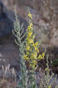 DPPhotography - Lesvos - Verbascum pulverulentum - B