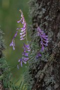 DPPhotography - Lesvos - Vicia tenuifolia - A