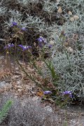 DPPhotography - Lesvos - Winged sea lavender - A