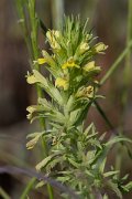 DPPhotography - Lesvos - Yellow bartsia - A