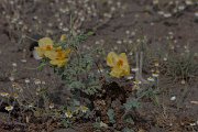 DPPhotography - Lesvos - Yellow-horned poppy - B