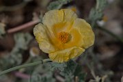 DPPhotography - Lesvos - Yellow-horned poppy - C