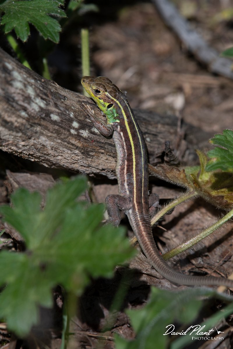 DPPhotography - Lesvos - Balkan green lizard - A.jpg - Balkan green lizard - Agiasos sanatorium, Lesvos
