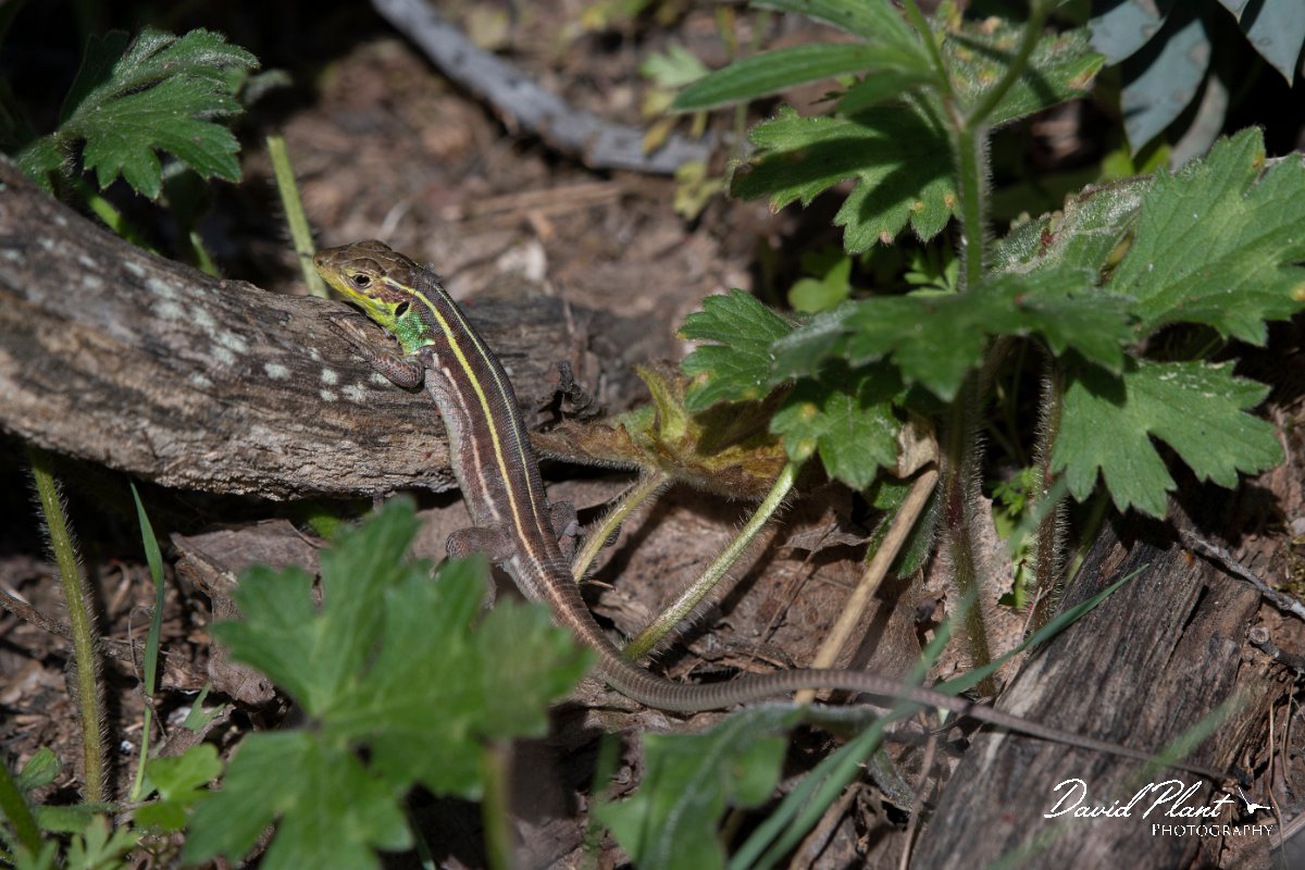 DPPhotography - Lesvos - Balkan green lizard - B.jpg - Balkan green lizard - Agiasos sanatorium, Lesvos