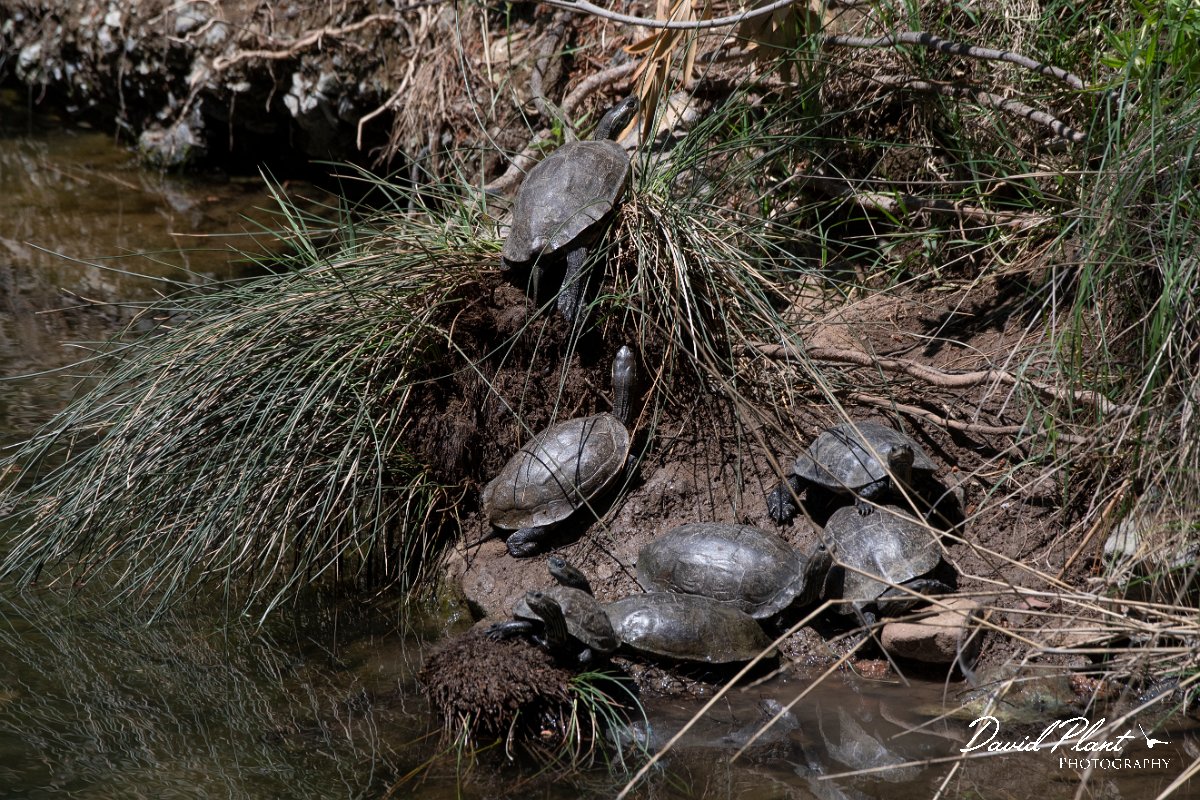 DPPhotography - Lesvos - Balkan pond turtle - A.jpg - Balkan pond turtle - Achladeri forest, Lesvos