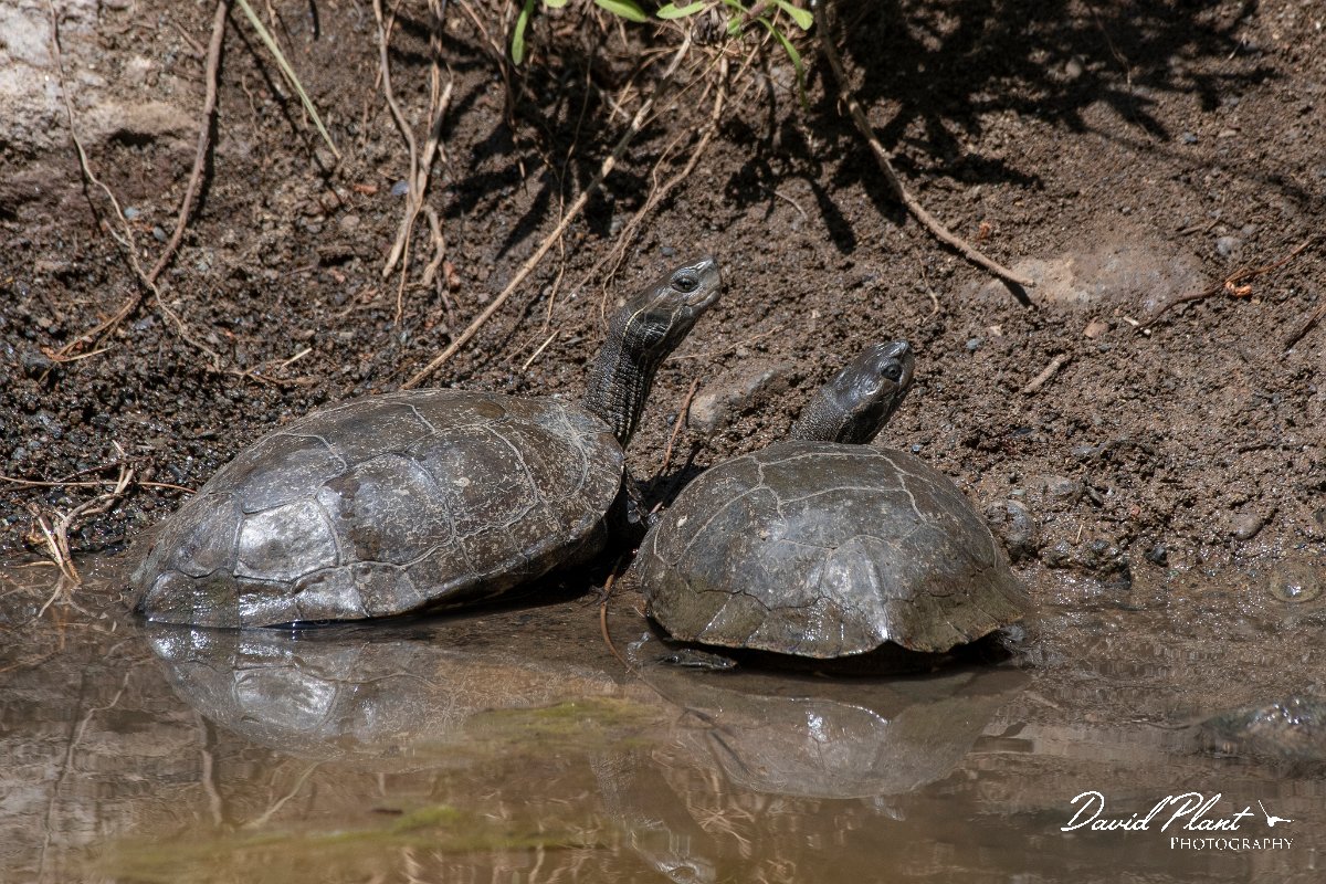 DPPhotography - Lesvos - Balkan pond turtle - B.jpg - Balkan pond turtle - Achladeri forest, Lesvos