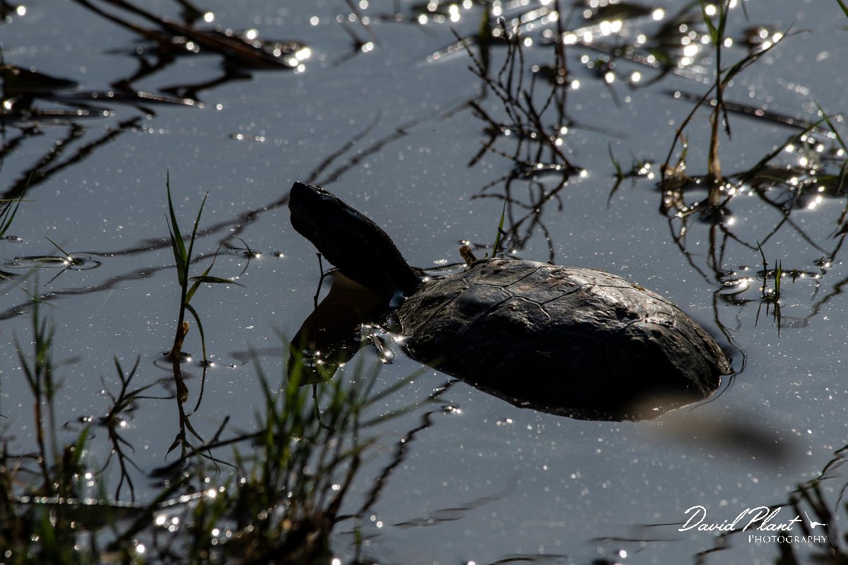 DPPhotography - Lesvos - Balkan pond turtle - D.jpg - Balkan pond turtle - Dipi Larisos reedbed, Lesvos