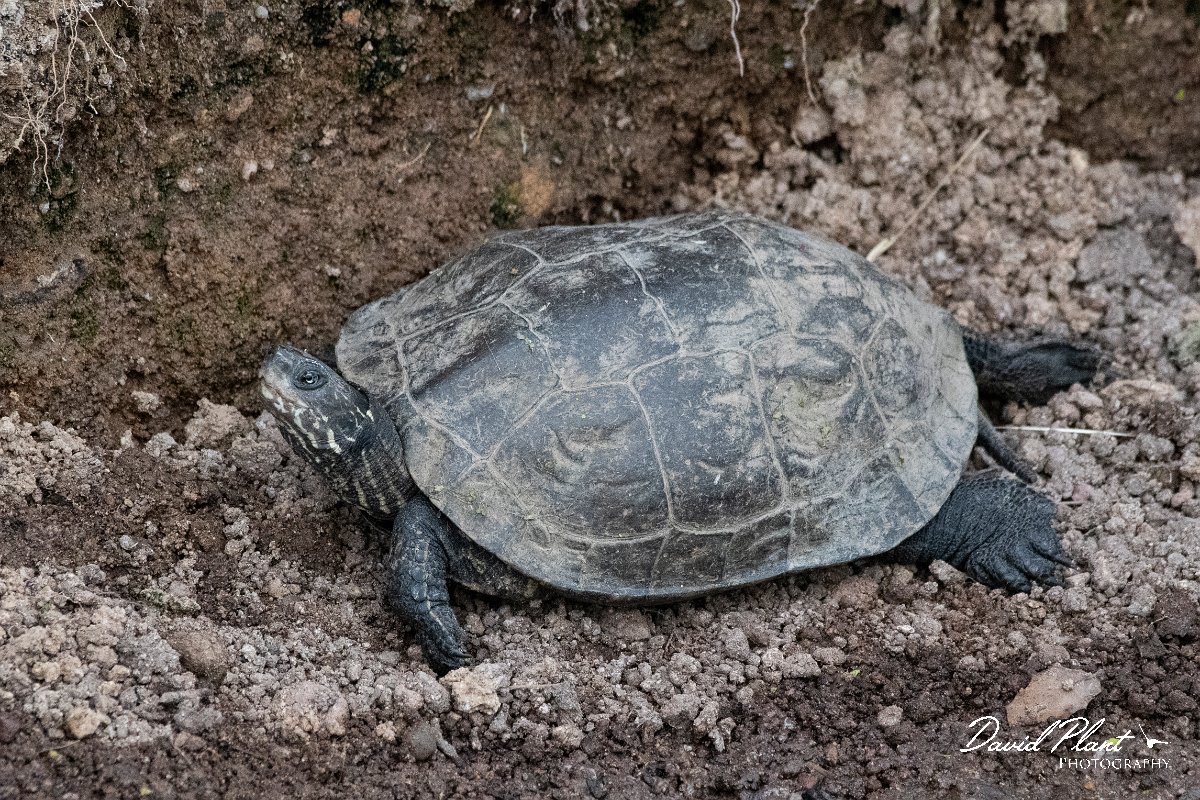 DPPhotography - Lesvos - Balkan pond turtle - E.jpg - Balkan pond turtle - Metochi Lake, Lesvos