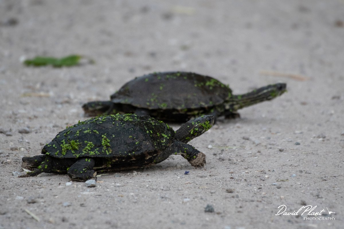 DPPhotography - Lesvos - Balkan pond turtle - F.jpg - Balkan pond turtle - Metochi Lake, Lesvos