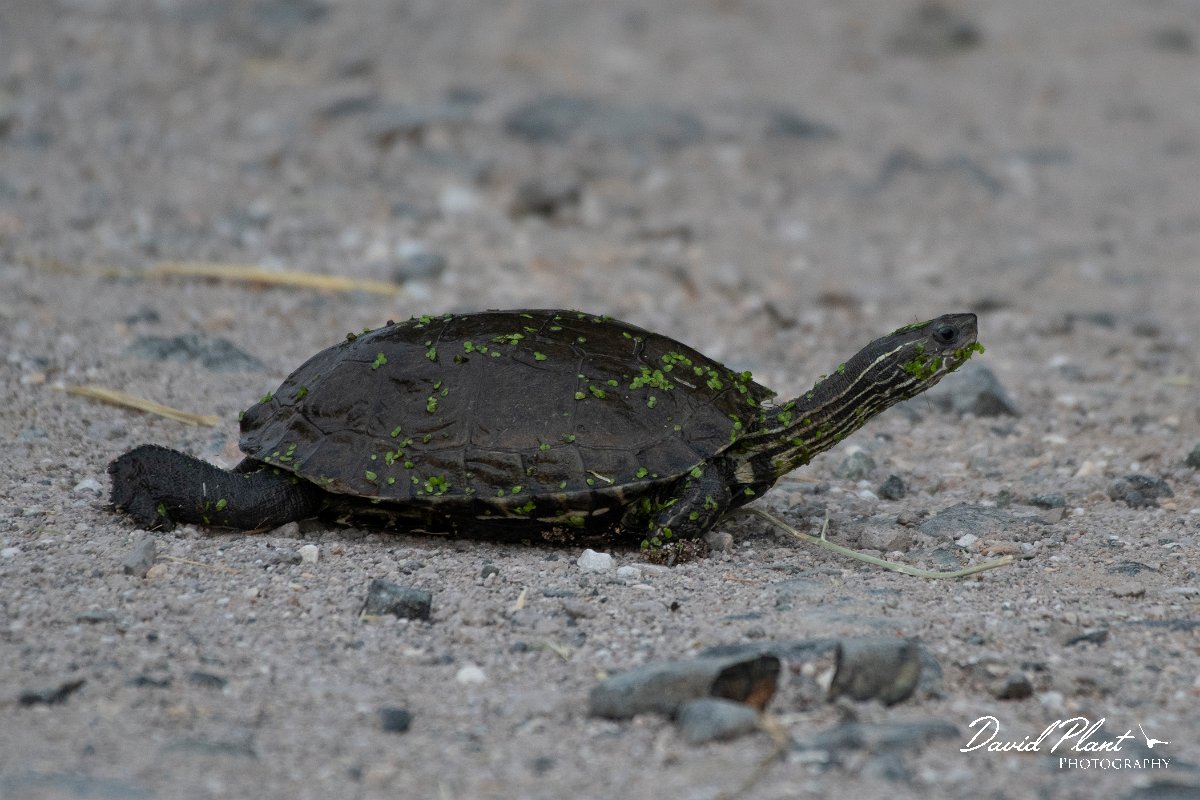 DPPhotography - Lesvos - Balkan pond turtle - G.jpg - Balkan pond turtle - Metochi Lake, Lesvos