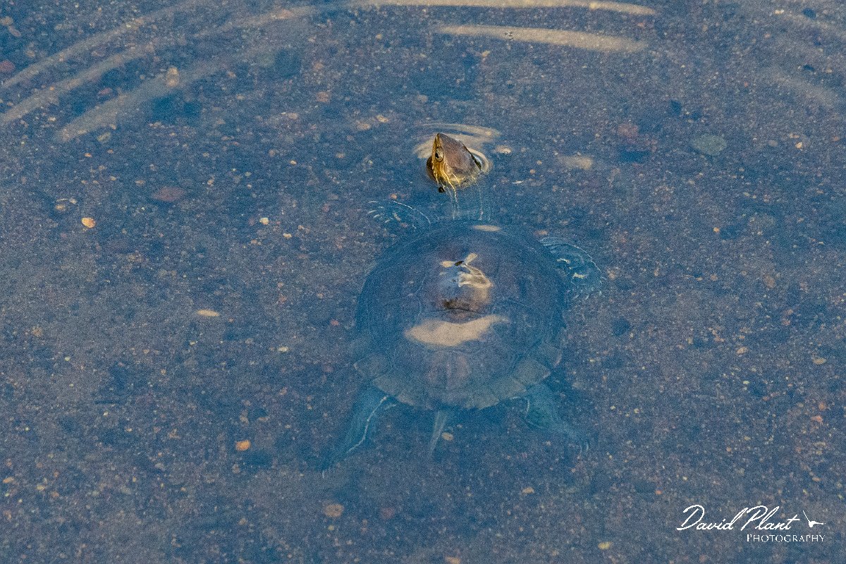DPPhotography - Lesvos - Balkan pond turtle - H.jpg - Balkan pond turtle - Potamia Valley, Lesvos