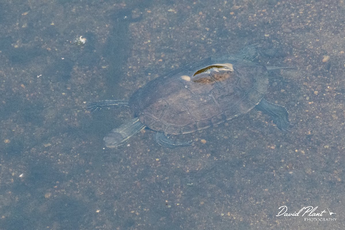 DPPhotography - Lesvos - Balkan pond turtle - I.jpg - Balkan pond turtle - Potamia Valley, Lesvos