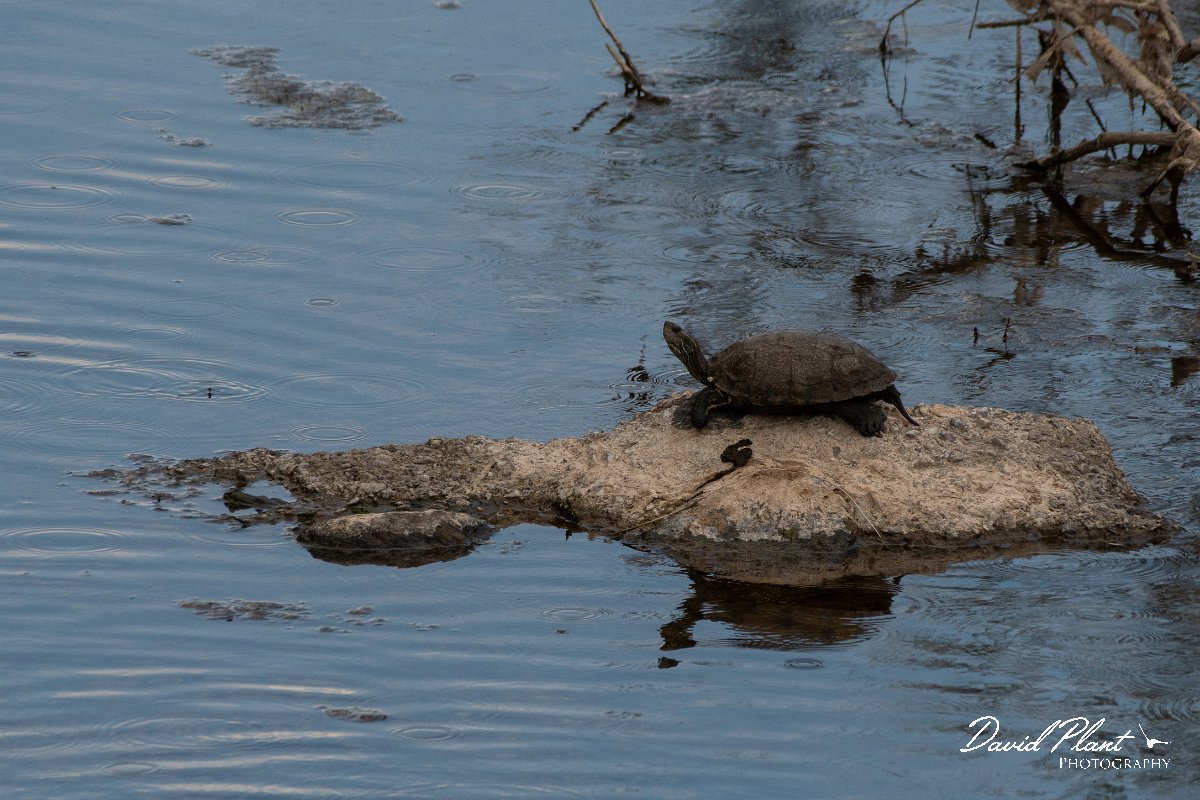 DPPhotography - Lesvos - Balkan pond turtle - J.jpg - Balkan pond turtle - Potamia Valley, Lesvos
